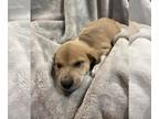 Labrenees DOG FOR ADOPTION RGADN-1269165 - Duke - In Foster - Labrador Retriever