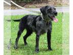 Affenpinscher-Irish Terrier Mix DOG FOR ADOPTION RGADN-1269170 - Andrea 39746 -