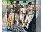 Borador DOG FOR ADOPTION RGADN-1269177 - Puppies, Puppies - Labrador Retriever /
