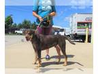 Labrottie DOG FOR ADOPTION RGADN-1269181 - ANAKIN - Labrador Retriever /