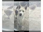 Mix DOG FOR ADOPTION RGADN-1269182 - MALAKAI - Husky (medium coat) Dog For