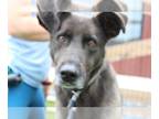 Labrador Retriever DOG FOR ADOPTION RGADN-1269186 - Lipton Sweet Tea - Labrador