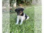 Bearded Collie-Jack Russell Terrier Mix DOG FOR ADOPTION RGADN-1269199 - Levi -