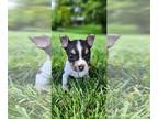 American Staffordshire Terrier DOG FOR ADOPTION RGADN-1269209 - Olive - American