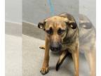 German Shepherd Dog-Mastiff Mix DOG FOR ADOPTION RGADN-1269229 - ATHENA -