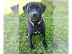 Labrador Retriever Mix DOG FOR ADOPTION RGADN-1269239 - SPOONS - Labrador