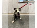 American Pit Bull Terrier Mix DOG FOR ADOPTION RGADN-1269257 - REIGN - Pit Bull
