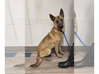 German Shepherd Dog Mix DOG FOR ADOPTION RGADN-1269259 - CORBIN - German