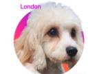 Cavachon DOG FOR ADOPTION RGADN-1269263 - London - Cavalier King Charles Spaniel