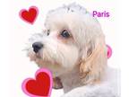 Cavachon DOG FOR ADOPTION RGADN-1269264 - Paris - Cavalier King Charles Spaniel