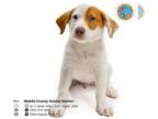 Lab-Pointer DOG FOR ADOPTION RGADN-1269274 - HARDY - Labrador Retriever /