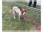 American Pit Bull Terrier-Miniature Bull Terrier Mix DOG FOR ADOPTION