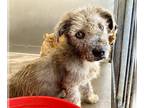 Cairn Terrier Mix DOG FOR ADOPTION RGADN-1269294 - TRAPPER - Cairn Terrier /
