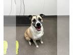 Labrador Retriever DOG FOR ADOPTION RGADN-1269324 - A109213 - Labrador Retriever