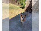 Cairn Terrier Mix DOG FOR ADOPTION RGADN-1269326 - A042714 - Cairn Terrier /