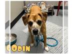 Boxer DOG FOR ADOPTION RGADN-1269327 - Odin - FOREVER FOSTER - Boxer / Terrier