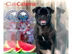 Pug DOG FOR ADOPTION RGADN-1269336 - Catalina - Pug (short coat) Dog For