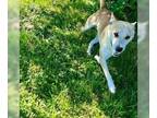 Shiba Inu Mix DOG FOR ADOPTION RGADN-1269338 - Fred - Shiba Inu / Mixed (medium