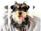 Mix DOG FOR ADOPTION RGADN-1269343 - A238311 - Miniature Schnauzer (medium