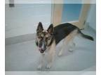 German Shepherd Dog-Siberian Husky Mix DOG FOR ADOPTION RGADN-1269345 - ZOE -
