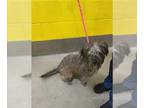 Petit Basset Griffon Vendeen Mix DOG FOR ADOPTION RGADN-1269346 - *AVERY - Petit