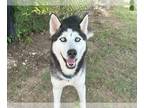 Mix DOG FOR ADOPTION RGADN-1269356 - ORION - Husky (medium coat) Dog For