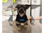 Pug Mix DOG FOR ADOPTION RGADN-1269360 - TADEO - Pug / Mixed Dog For Adoption