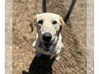 Labrador Retriever DOG FOR ADOPTION RGADN-1269372 - Holly Faye - Labrador