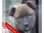 Akita-German Shepherd Dog Mix DOG FOR ADOPTION RGADN-1269375 - Houston - Akita /