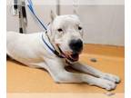 Dogo Argentino DOG FOR ADOPTION RGADN-1269387 - ATLAS - Dogo Argentino (medium
