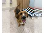 Basset Hound Mix DOG FOR ADOPTION RGADN-1269410 - OTIS - Basset Hound / Mixed