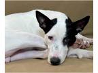 Bull Terrier Mix DOG FOR ADOPTION RGADN-1269412 - Roscoe - Bull Terrier / Mixed