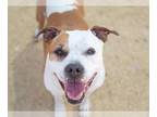 American Pit Bull Terrier Mix DOG FOR ADOPTION RGADN-1269424 - MAYA - Pit Bull