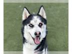 Alusky DOG FOR ADOPTION RGADN-1269436 - MINT CHIP - Alaskan Malamute / Siberian