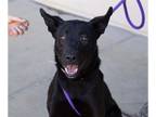 Labrador Retriever Mix DOG FOR ADOPTION RGADN-1269458 - BOSCO - Labrador