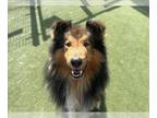 Collie Mix DOG FOR ADOPTION RGADN-1269486 - RITCHIE - Collie / Mixed (medium