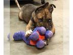 American Pit Bull Terrier-Huskies Mix DOG FOR ADOPTION RGADN-1269511 - Diesel -