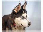 Mix DOG FOR ADOPTION RGADN-1269527 - JUNO - Husky (medium coat) Dog For