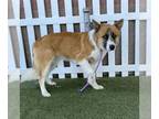 Collie Mix DOG FOR ADOPTION RGADN-1269530 - *MALONE - Collie / Mixed (medium