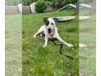 Bluetick Coonhound Mix DOG FOR ADOPTION RGADN-1269534 - DAISY - Bluetick