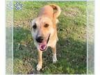 Canaan Dog DOG FOR ADOPTION RGADN-1269568 - *SHEENA - Canaan Dog (medium coat)