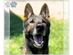 German Shepherd Dog DOG FOR ADOPTION RGADN-1269570 - *MAC - German Shepherd Dog