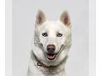 Siberian Husky DOG FOR ADOPTION RGADN-1269574 - KLONDIKE - Siberian Husky