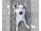 Siberian Husky DOG FOR ADOPTION RGADN-1269588 - JAKE - Siberian Husky (short