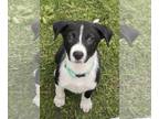 Border-Aussie DOG FOR ADOPTION RGADN-1269600 - Presley - Border Collie /