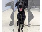 Labrador Retriever DOG FOR ADOPTION RGADN-1269605 - Lulu+ - Labrador Retriever /