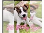 Bull Terrier DOG FOR ADOPTION RGADN-1269617 - Miley - Bull Terrier / Terrier Dog