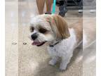 Shih Tzu Mix DOG FOR ADOPTION RGADN-1269618 - Peanut - Shih Tzu / Mixed Dog For