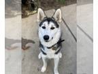 Mix DOG FOR ADOPTION RGADN-1269619 - Storm NJ - Husky (medium coat) Dog For