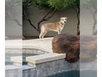 Labrador Retriever Mix DOG FOR ADOPTION RGADN-1269623 - Duke - Labrador
